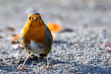 Küçük Avrupa bülbülü (Erithacus rubecula) şehir parkında kameraya bakıyor. Kışın kuşları beslemek. Kırmızı göğüs ve gri tüyler. Bulanık gri arkaplan.
