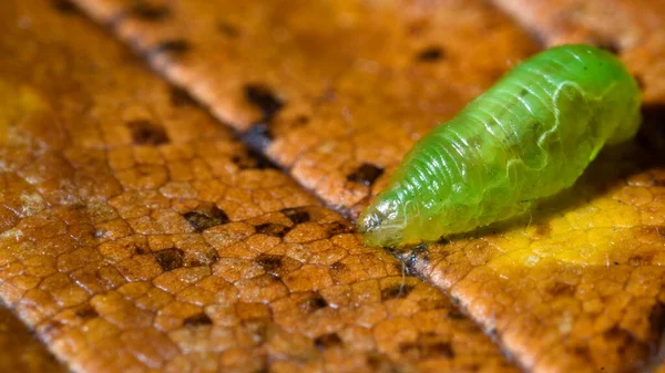 Kleine Grüne Schwebfliegenlarve Auf Altem Herbstblatt Nahrungssuche Vor Dem Winterschlaf — Stockfoto