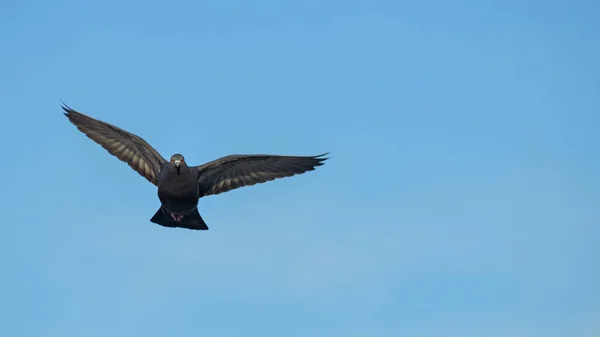 常见的鸽子 Columba Livia 也称为岩鸽或岩鸽 翼展宽 蓝天为背景 — 图库照片