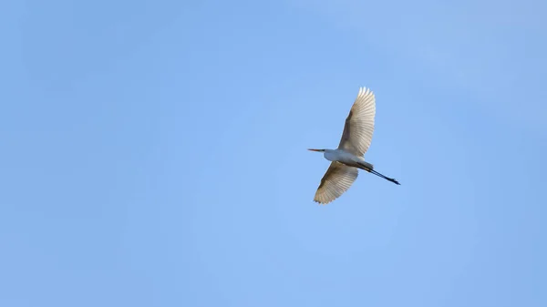 大白鹭 Ardea Alba 也被称为白鹭 在蓝天上展翅飞翔 寻找湿地上的狩猎地点 — 图库照片