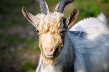 Gülümseyen beyaz keçi çerçeveye bakıyor. Tarım turizmi ülke tatili