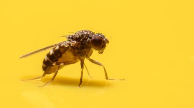 Meyve sineği (Drosophila melanogaster) yapışkan sinek kağıdında kapana kısıldı.