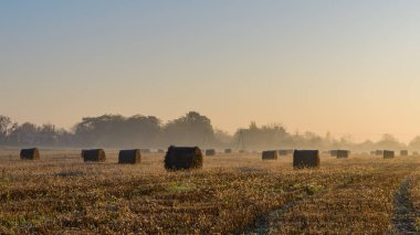 Hasattan sonra derin siste çoklu yuvarlak saman yığınları. Soğuk sabah sisi. Tarım tatili manzarası.