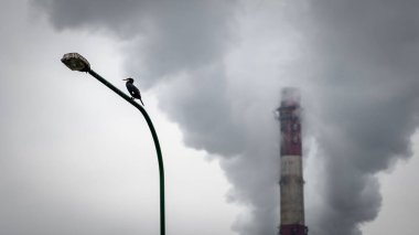 Tek bir büyük karabatak (Phalacrocorax carbo) fabrika bacası ile kirli sokak lambası üzerinde dinleniyor ve atmosfere kirlilik yayan dumanlar arka planda duman.