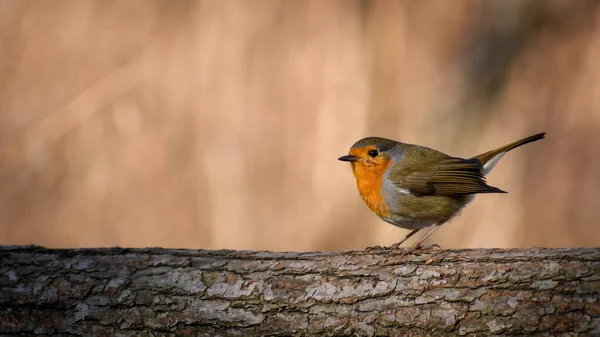 Avrupa bülbülü (Erithacus rubecula) sabah güneş ışınlarında ısınır. Kırmızı göğüs ve gri tüyler. Bulanık sonbahar yaprakları.