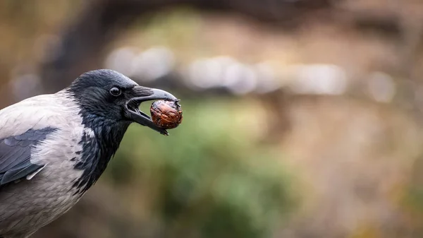 独眼乌鸦 Corvus Cornix 寻找食物 桑迪草地大核桃在他的嘴上 图库图片