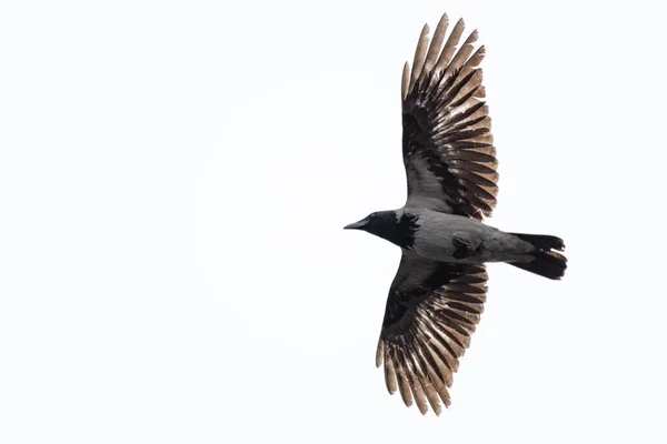 大冠乌鸦 Corvus Cornix 在白色背景上飞行 黑灰相间的羽毛在阳光下闪闪发光 免版税图库照片