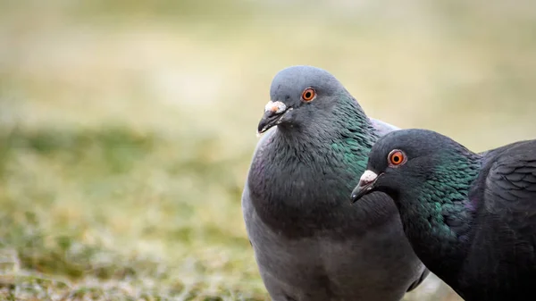 ตาส มขนาดใหญ ของพ กเก วไป ขนป ยของนกพ ราบห นธรรมดาสองต Columba ภาพสต็อก