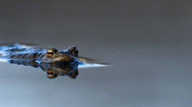 Büyük kurbağa, Avrupa kurbağası (Bufo bufo) suda dinleniyor. Sadece başının tepesi gri orman gölünden görülebiliyor..