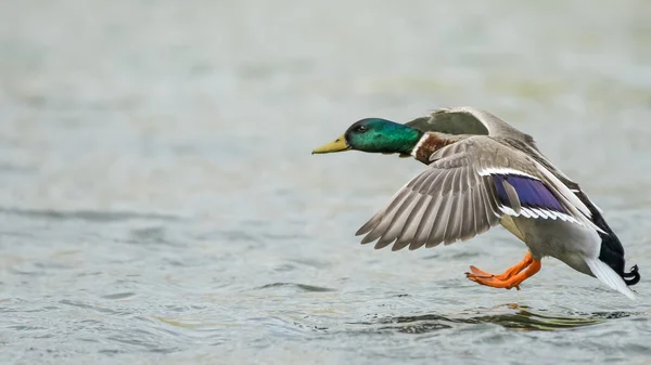 Pato Real Único Anas Platyrhynchos Preparándose Para Aterrizar Agua Del —  Fotos de Stock