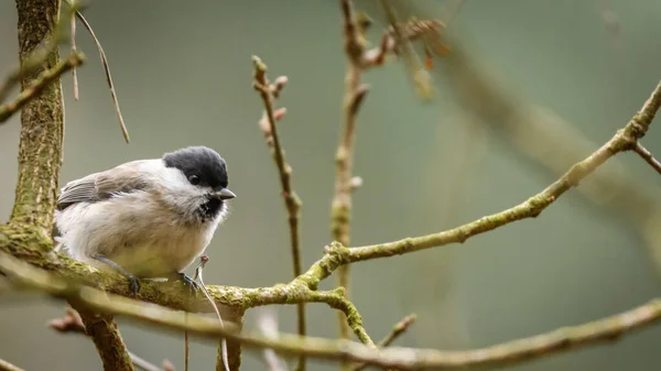 Neugierige Sumpfmeisen Poecile Palustris Blicken Vom Ast Herab Blassgrüner Wald — Stockfoto