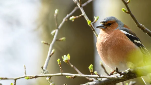 Pinzón Común Masculino Fringilla Coelebs Con Plumas Hinchadas Está Sentado — Foto de Stock