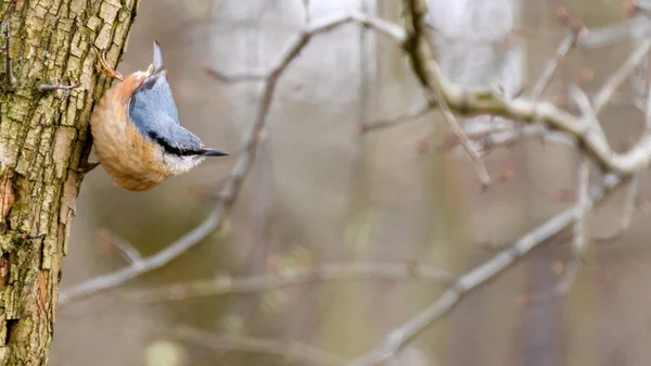 Eurasian Nuthatch Sitta Europaea Looking Large Tree City Park Dark — Stock Photo, Image