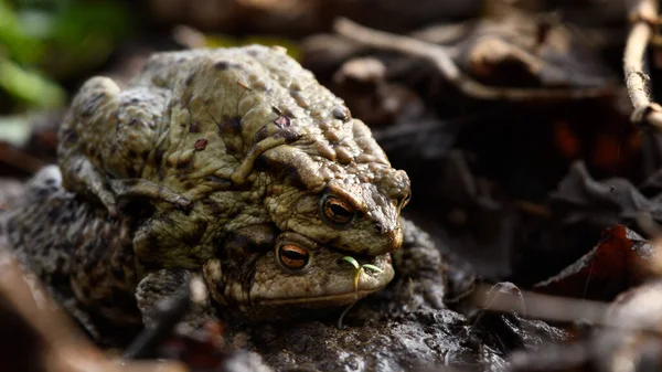 Par Sapos Comunes Sapos Europeos Bufo Bufo Sentados Encima Los — Foto de Stock