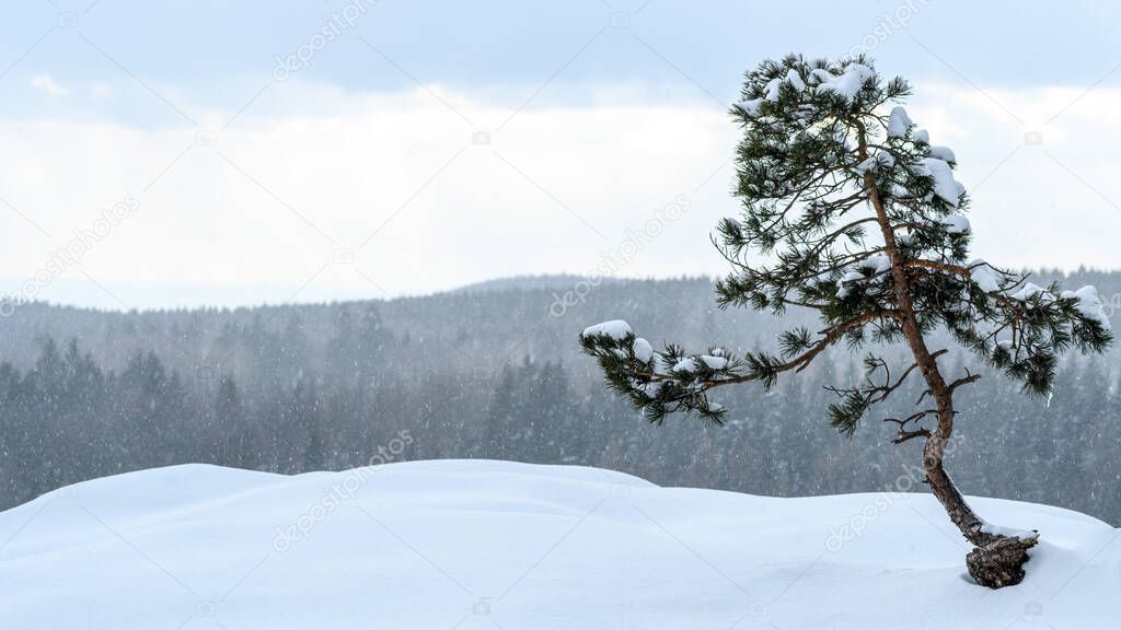 Last snow of winter in polish mountains. Single small tree covered with snow. Evergreen branches with green needles. Stolowe Mountains National Park