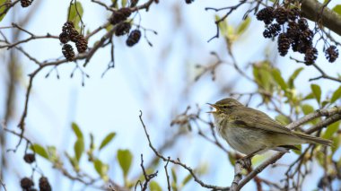 Söğüt bülbülü (Phylloscopus trochilus) ağaç dalında otururken şarkı söyler. Çiftleşme mevsimi songibrelerin ritüelleri.