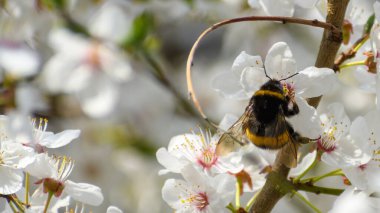 Beyaz yaprakların üzerinde oturan küçük yaban arısı. Bal çiçeğinin içinde polenle kaplanmış tek bir arı ailesi böceği. Çiçekli kiraz eriği (Prunus domestica).