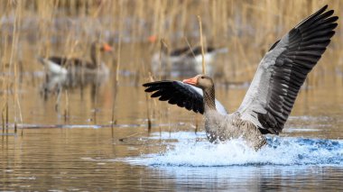 Greylag kaz veya graylag kaz (Anser anser) suya iniyor. Her yere su sıçrıyor. Geniş açılı kanatlar.