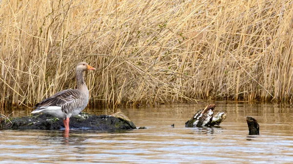 Ganso Greylag Ganso Graylag Anser Anser Descansando Lado Del Lago —  Fotos de Stock