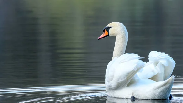 Cisne Mudo Cygnus Olor Procura Comida Lago Floresta Vegetação Verde — Fotografia de Stock