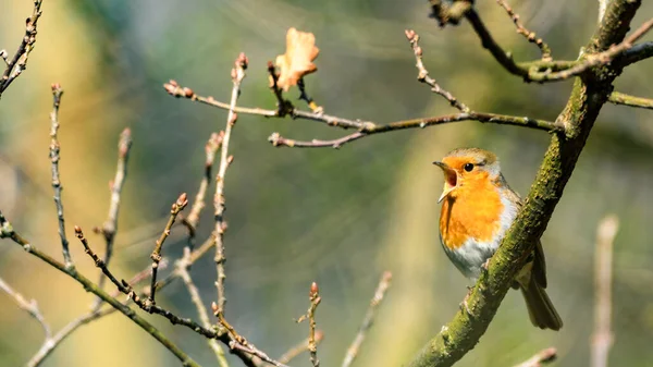 Merle Europe Erithacus Rubecula Chante Sur Une Branche Arbre Poitrine — Photo