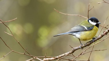 The great tit (Parus major) sitting on the branch. Green blurred background and fresh leafs on the branch.