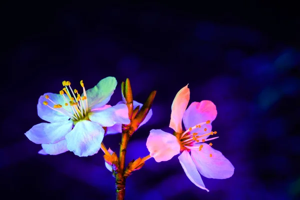 Dwa Pługi Śliwkowe Mirabelle Kwitnące Kompozycja Pozioma Białe Kwiaty Oświetlone — Zdjęcie stockowe