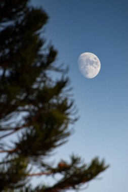 Ayın mistik manzarası, ormandaki ağaçlarla birlikte yüksek yeşil çayırların üzerinde yükseliyor.