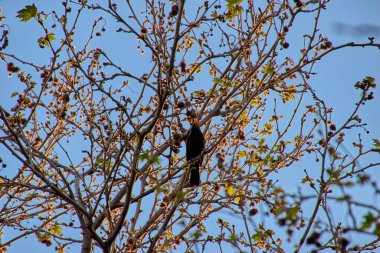 Kalamata City, Messenia, Yunanistan 'daki Kalamata Belediye Demiryolu Parkı' ndan manzara.