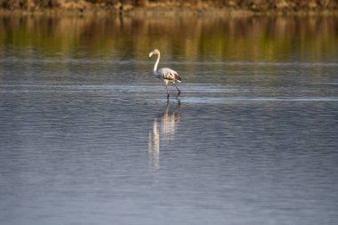 Yunanistan 'da günbatımında güzel kuşlar ve flamingolarla vahşi yaşam manzarası
