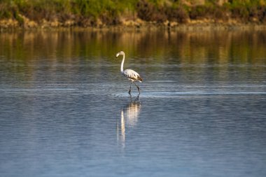 Yunanistan 'da günbatımında güzel kuşlar ve flamingolarla vahşi yaşam manzarası