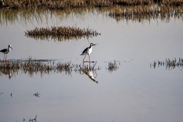 Vista Paisagem Vida Selvagem Com Belos Pássaros Flamingos Pôr Sol — Fotografia de Stock