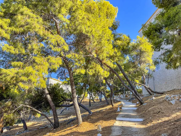 히드라 은산중에 소나무 공원을 보인다 그리스 — 스톡 사진