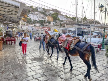 Yunan adası Hydra 'da eşekler. Adanın tek geleneksel ulaşım aracı. Arabalara izin verilmiyor. Hydra Saronik Körfezi, Yunanistan