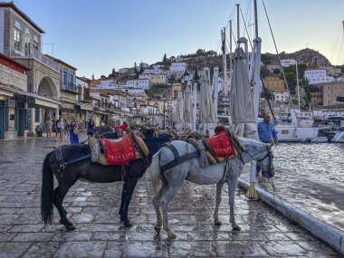 Yunan adası Hydra 'da eşekler. Adanın tek geleneksel ulaşım aracı. Arabalara izin verilmiyor. Hydra Saronik Körfezi, Yunanistan