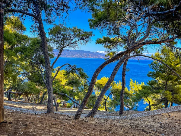 Pohled Ostrov Hydra Přes Park Borovic Kopci Řecké Ostrovy Saronského — Stock fotografie