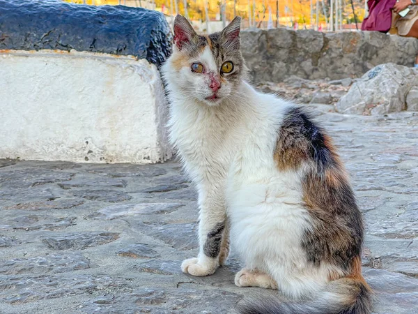 希腊海德拉岛上街上的街头猫 — 图库照片