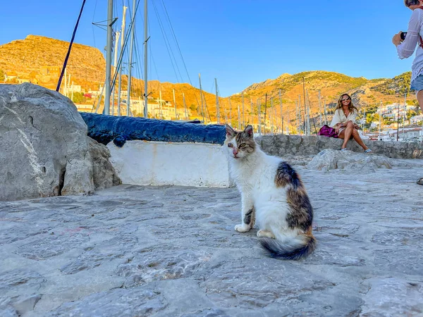 希腊海德拉岛上街上的街头猫 — 图库照片