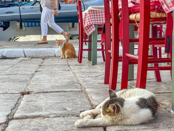希腊海德拉岛上街上的街头猫 — 图库照片