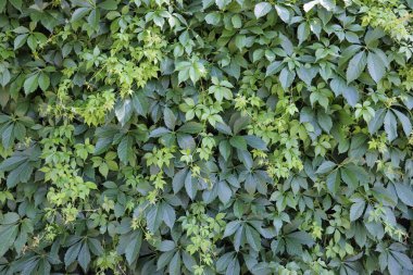 Virginia Sarmaşık Sarmaşığı 'nın zengin, kalın yetişmiş arka planında çeşitli yeşillik sarmaşıklarıyla iç içe geçmiş.  