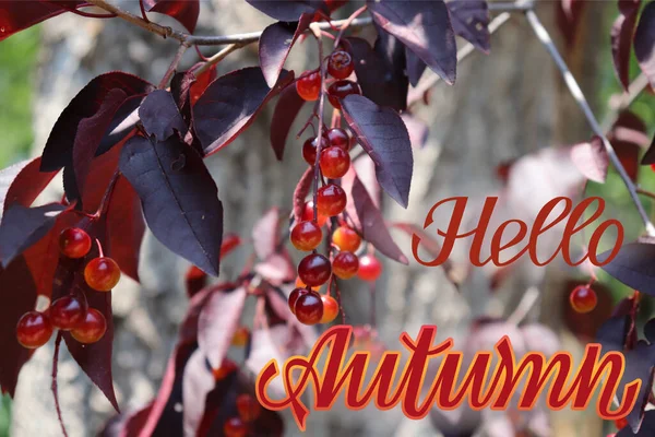 Inspirational Lettering Sign Hello Autumn Canada Red Chokecherry Tree Twig — Fotografia de Stock