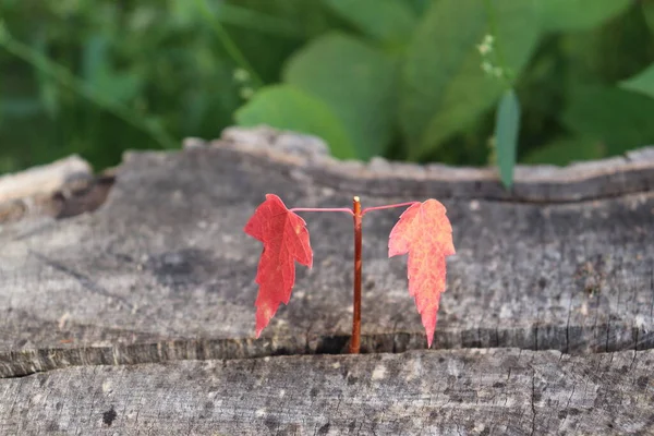 Primer Plano Brote Arce Con Hojas Rojas Otoño Una Ramita — Foto de Stock