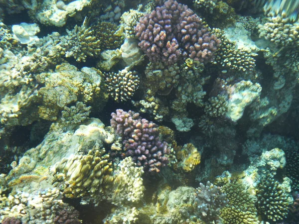 Koralldjur — Stockfoto