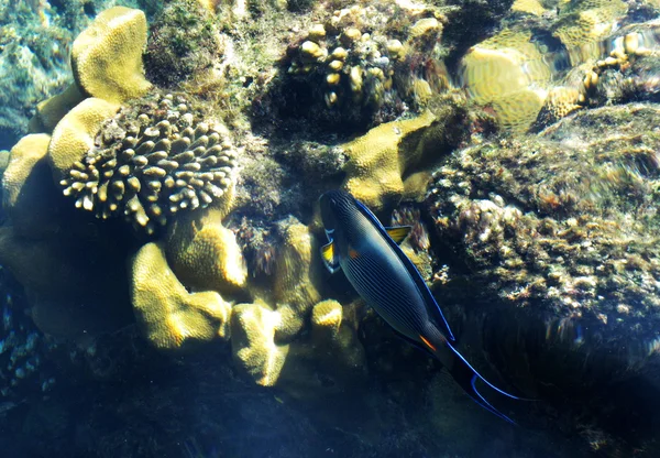 Fiska i koraller — Stockfoto