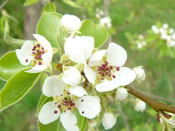 Flores de manzana — Foto de Stock