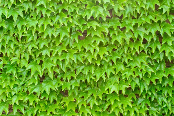 Folhas verdes de um arbusto — Fotografia de Stock