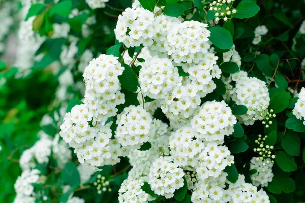 Le buisson blanc en fleurs — Photo