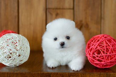 Köpek yavrusu. Pomeranya