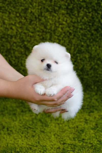 Little puppy. Pomeranian — Stock Photo, Image