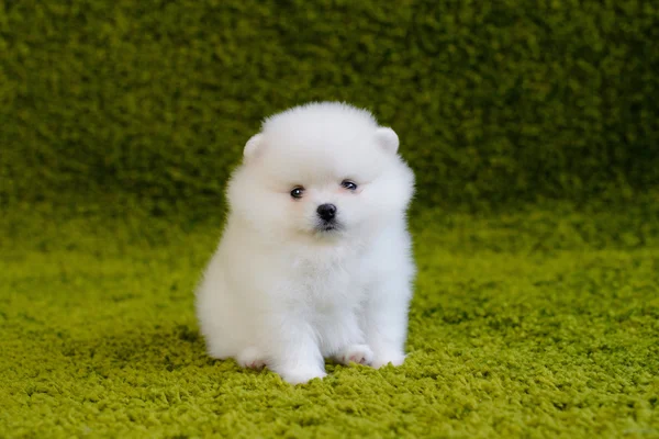 Little puppy. Pomeranian — Stock Photo, Image